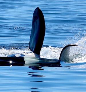 一只在水中伸出尾巴的海豚