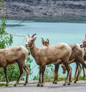 一群山羊站在路边