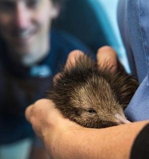 a man holding a small hedgehog in his hand