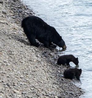 一只熊和两只幼崽在水边的沙滩上散步