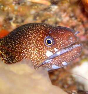 一条长着长舌头的棕白色鱼