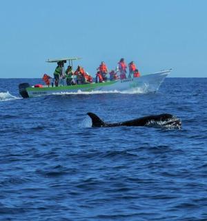 a whale swimming in the ocean next to a boat