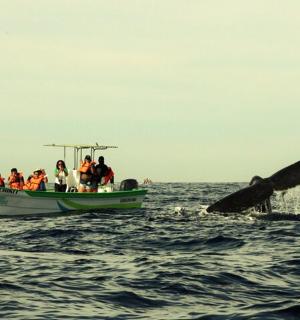 a group of people on a boat with a whale in the water