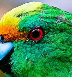 a close up of a green and yellow parrot