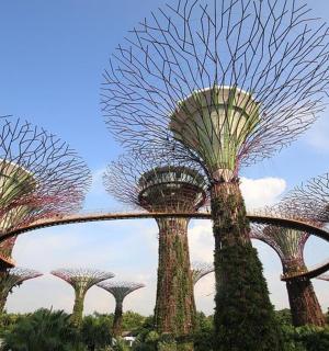 公园里的一组高大的树木