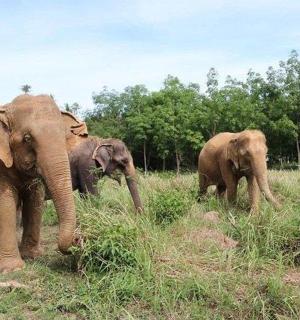 a group of elephants standing in a field
