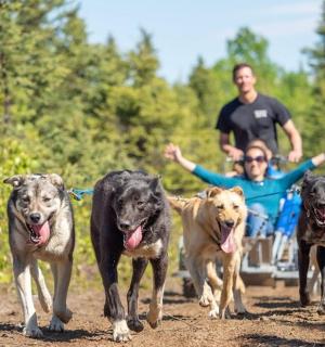 a group of dogs running down a dirt road with a man on a vehicle