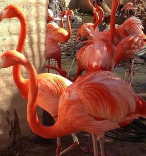 a group of flamingos standing in the water