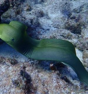 zelenýuanauanauanauanauanauanauanauanauanauanauanauanauanauana