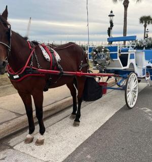 ein braunes Pferd, das eine weiße Kutsche auf einer Straße zieht