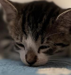 šedobílá kočka spí na modré dece