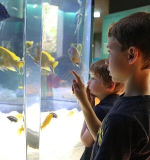 两个小男孩在水族馆看鱼
