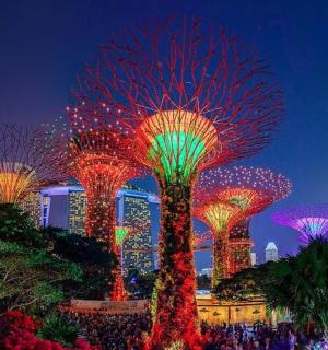 夜晚亮起的一组树