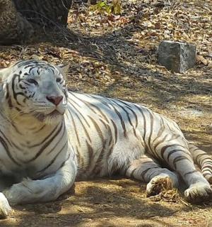 一只白虎躺在地上