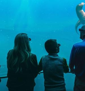a group of people looking at the fish in the aquarium