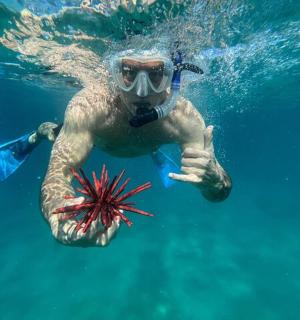 一个人和一只海星在水中游泳