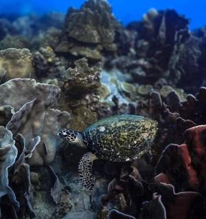 a sea turtle on a coral reef