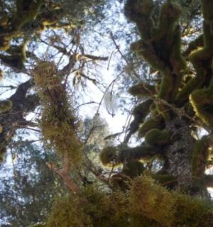 pohled na větve borovice