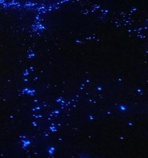 夜空中的一簇蓝色星星