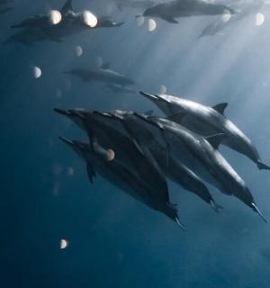 skupina delfínů plavajících ve vodě