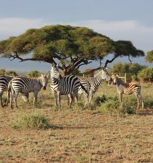 一群斑马站在一棵树旁的田野里