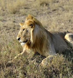 一只狮子躺在田野的草地上