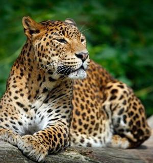 一只豹子坐在树枝上