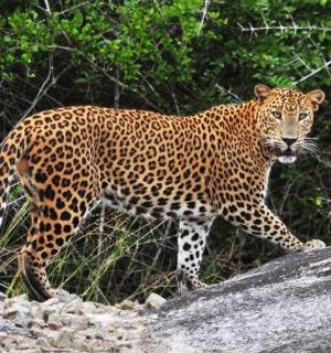 leopard stojící na vrcholu skály