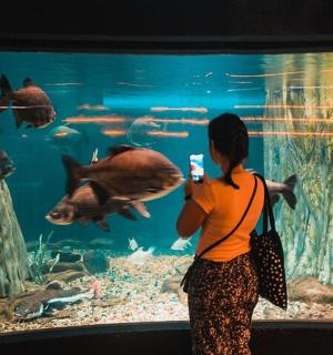 一位女士正在给水族馆里的鱼拍照