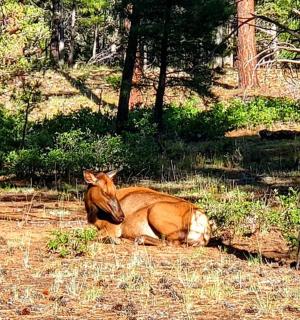 kůň ležící v trávě poblíž stromů
