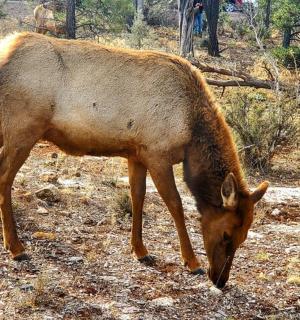一只棕色的动物在田野里吃草