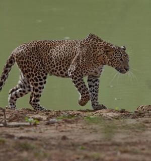 一只豹子在山顶上行走