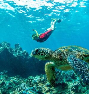 a green sea turtle and a person swimming in the ocean