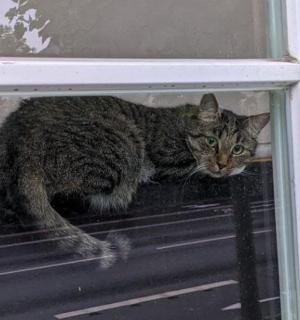 un gatto seduto su uno scaffale in una finestra