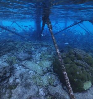 珊瑚礁的水下景观