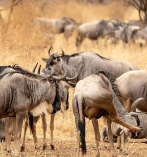 a herd of wild animals standing in a field