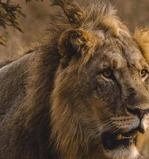 a lion is standing in a field