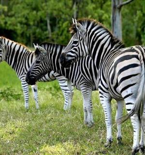 three zebras standing in a field of grass