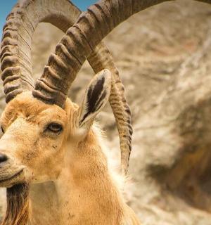 一只长角山羊站在山上