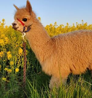 hnědá lama stojící v poli květin