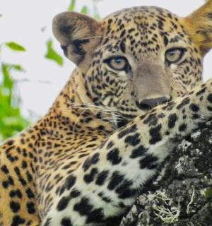 一只豹子站在树顶上