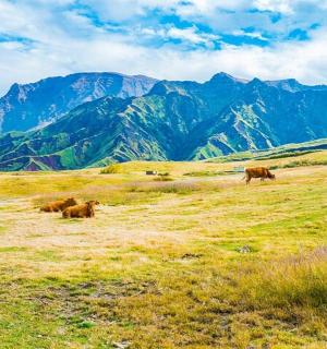 eine Gruppe von Kühen, die auf einem Feld mit Bergen grasen