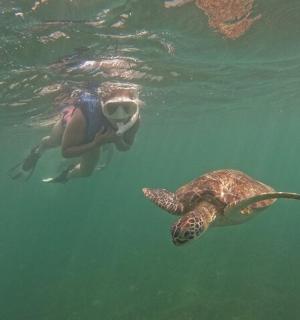 a person swimming in the water with a turtle