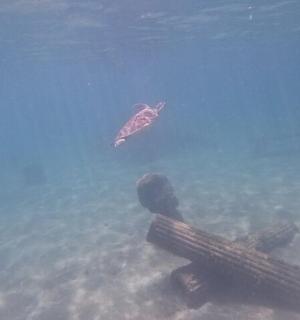 a turtle swimming in the water with a diver