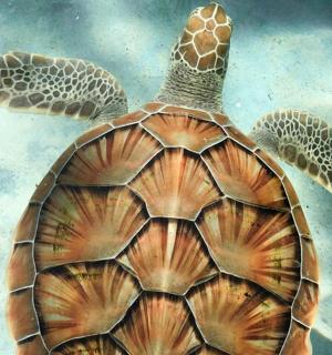 一只绿海龟在水中游泳