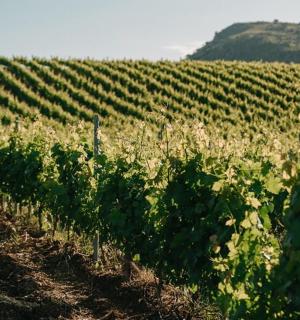 一片农田，背景是一座小山