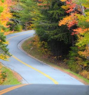 a winding road in the middle of a forest