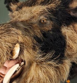 毛绒玩具的特写镜头，嘴巴张开