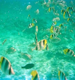 un grup de peixos nedant a l'aigua