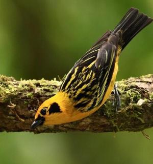 一只黄黑色的鸟坐在树枝上